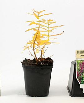 Lythrum salicaria Pot 9 cm