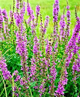 Lythrum salicaria Pot 9 cm