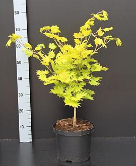 Acer shirasawanum 'Aureum' Pot 5 Liter 40 - 50 cm