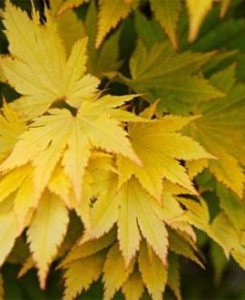 Acer shirasawanum 'Jordan' Pot 10 liter 100 - 125 cm