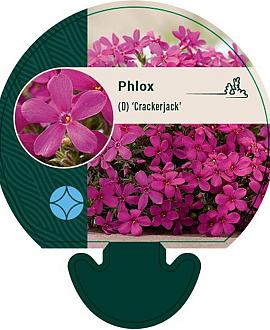Phlox (D) 'Crackerjack' Pot 9 cm