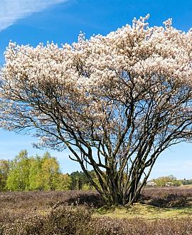 Amelanchier 'Ballerina' Pot 10 liter 100 - 125 cm