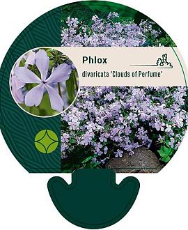 Phlox div. 'Clouds of Perfume' Pot 9 cm