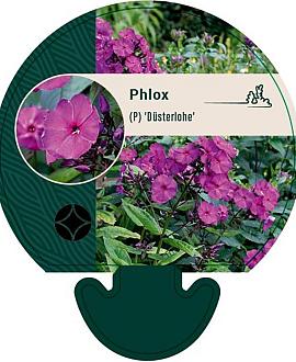 Phlox (P) 'Düsterlohe' Pot 9 cm