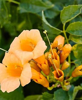 Campsis rad. 'Flava' Pot 10 liter 150 - 175 cm