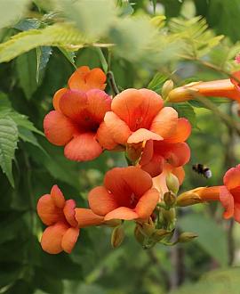 Campsis t. 'Mme Galen' Pot 7,5 Liter 150 - 175 cm