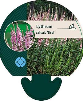 Lythrum sal. 'Blush' Pot 9 cm