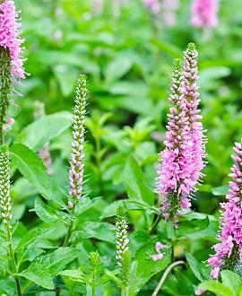 Lythrum sal. 'Blush' Pot 9 cm