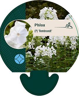 Phlox (P) 'Rembrandt' Pot 9 cm