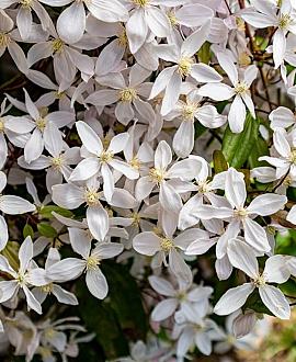 Clematis arm. 'Snowdrift' Pot 7,5 Liter 175 - 200 cm