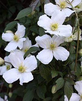 Clematis 'Grandiflora' Pot 5 Liter 125 - 150 cm