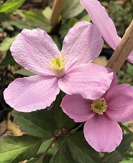 Clematis 'Mayleen' Pot 5 Liter 125 - 150 cm