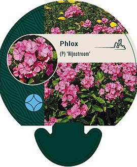Phlox (P) 'Rijnstroom' Pot 9 cm