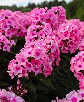 Phlox (P) 'Rijnstroom' Pot 9 cm