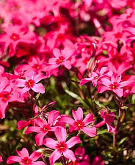 Phlox (S) 'Scarlet Flame' Pot 9 cm