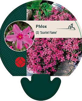 Phlox (S) 'Scarlet Flame' Pot 9 cm