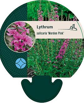 Lythrum sal. 'Morden Pink' Pot 9 cm