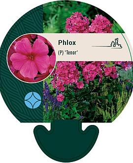 Phlox (P) 'Tenor' Pot 9 cm