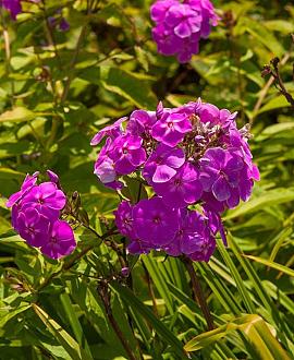 Phlox (P) 'Tenor' Pot 9 cm