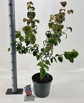 Cornus k. 'Satomi' Pot 7,5 Liter 60 - 80 cm