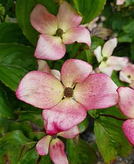 Cornus k. 'Satomi' Pot 7,5 Liter 60 - 80 cm