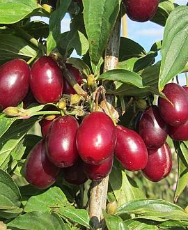 Cornus mas 'Jolico' Pot 5 Liter 60 - 80 cm