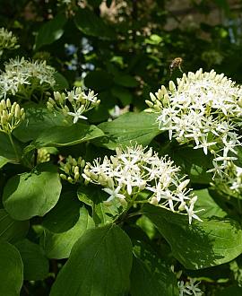 Cornus sanguinea Pot 10 liter 100 - 125 cm