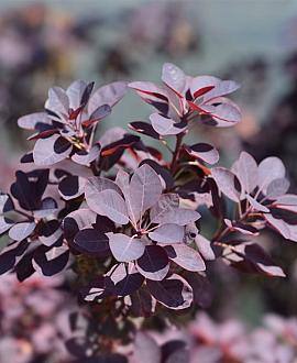 Cotinus cog. 'Royal Purple' Kluit 100 - 125 cm