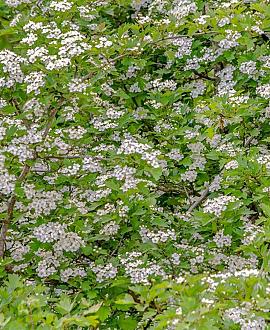 Crataegus laevigata Pot 10 liter 125 - 150 cm