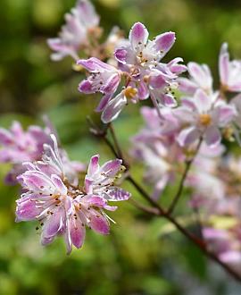 Deutzia hybrida 'Strawberry Fields' Pot 15 liter 80 - 100 cm