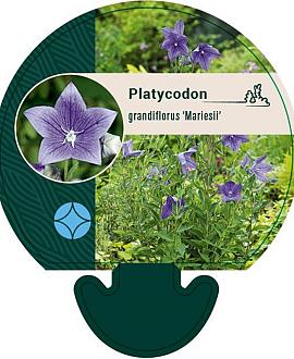 Platycodon grand. 'Mariesii' Pot 9 cm