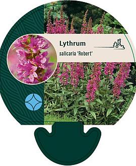 Lythrum sal. 'Robert' Pot 9 cm