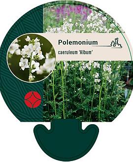 Polemonium caer. 'Album' Pot 9 cm
