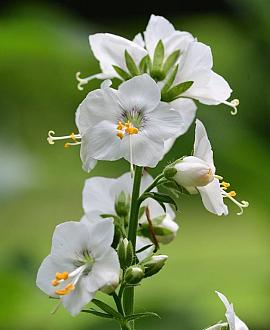 Polemonium caer. 'Album' Pot 9 cm