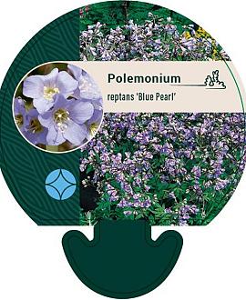 Polemonium r. 'Blue Pearl' Pot 9 cm