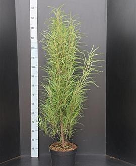 Frangula alnus Fine Line Pot 10 liter 100 - 125 cm
