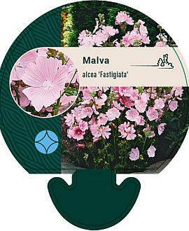 Malva alcea 'Fastigiata' Pot 9 cm