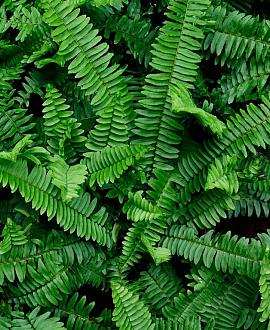 Polystichum munitum Pot 9 cm