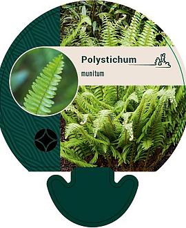 Polystichum munitum Pot 9 cm