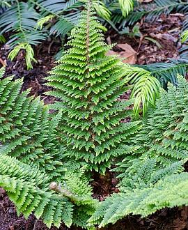 Polystichum set. 'Dahlem' Pot 9 cm