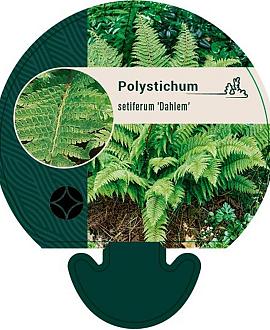 Polystichum set. 'Dahlem' Pot 9 cm