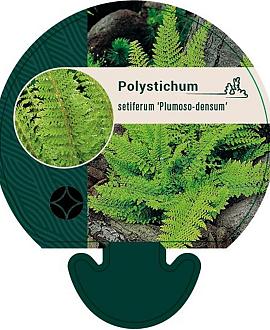 Polystichum set. 'Plumoso-densum' Pot 9 cm