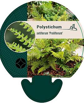 Polystichum set. 'Proliferum' Pot 9 cm