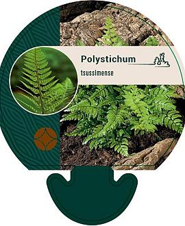 Polystichum tsussimense Pot 9 cm