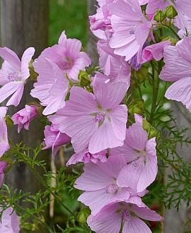 Malva moschata Pot 9 cm