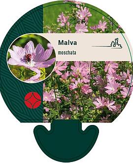 Malva moschata Pot 9 cm