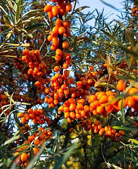 Hippophae rhamnoides Pot 10 liter 100 - 125 cm