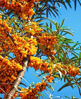 Hippophae rhamn. 'Friesd. Orange' Pot 5 Liter 50 - 60 cm