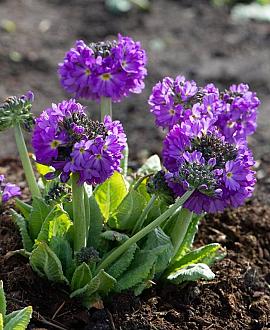Primula denticulata Pot 9 cm