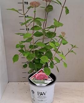 Hydrangea a. Pink Annabelle Pot 7,5 Liter 60 - 80 cm